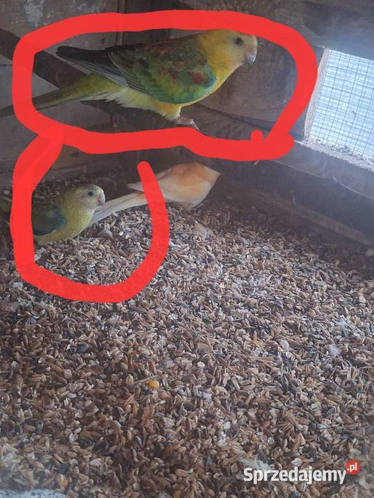 Młodą para świergotek z 2025 Ptaki