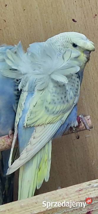 Papugi faliste helikoptery 2f Radzewo