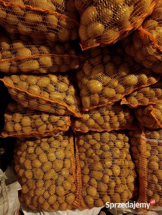 Ziemniaki paszowe odpadowe grubedrobne Zadzim