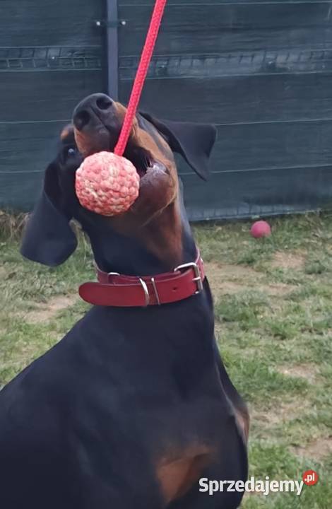 Newton Championie stabilny inteligentny z lubelskie Lublin