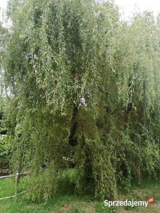 wierzba mandzurskapłacząca wierzby z gruntu Puławy
