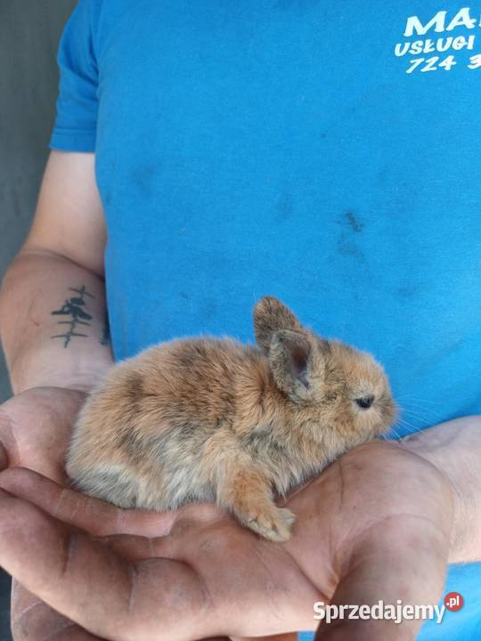 Sprzedam króliki miniaturki Chojnice