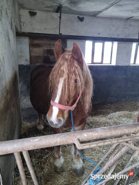Klacz zimnokrwista zrebna Grodków