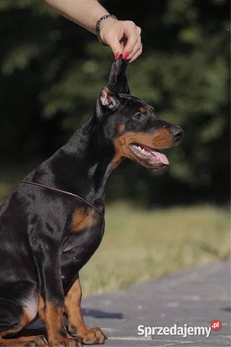 Wspaniałe szczenięta rasy doberman sprzedam