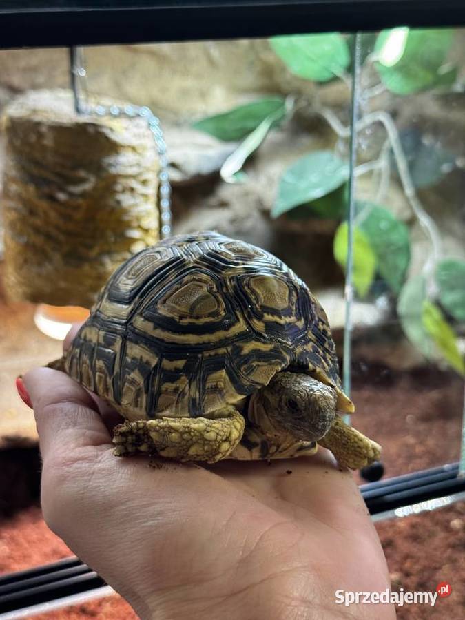 Żółw lamparci z terrarium Kraków