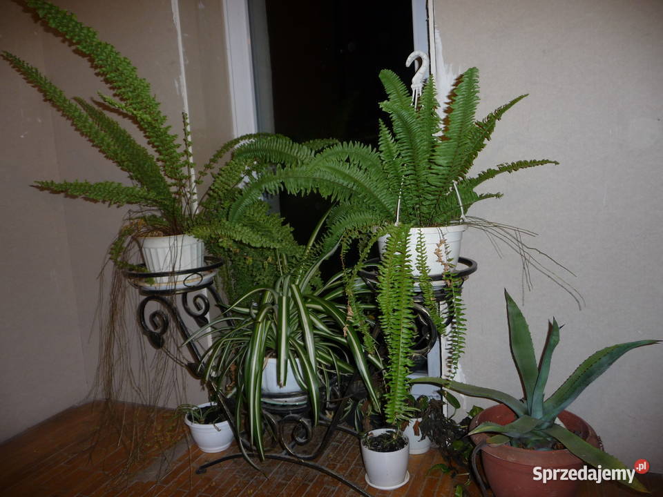 Kwiat doniczkowy paprotki różne śląskie Skoczów