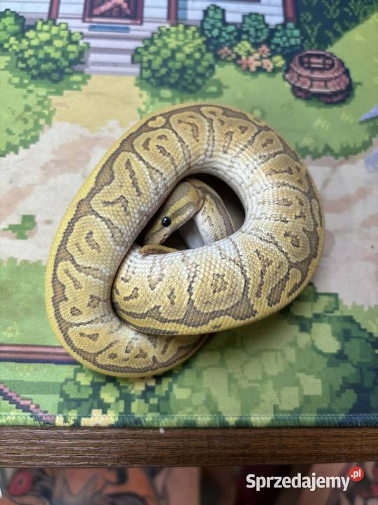 Python królewski black head pinstripe butter Błonie sprzedam