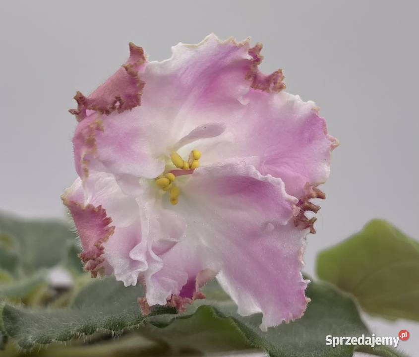 Fiołek afrykański kwitnąca sadzonka LEPrazdnik Pozostałe Jędrzejów