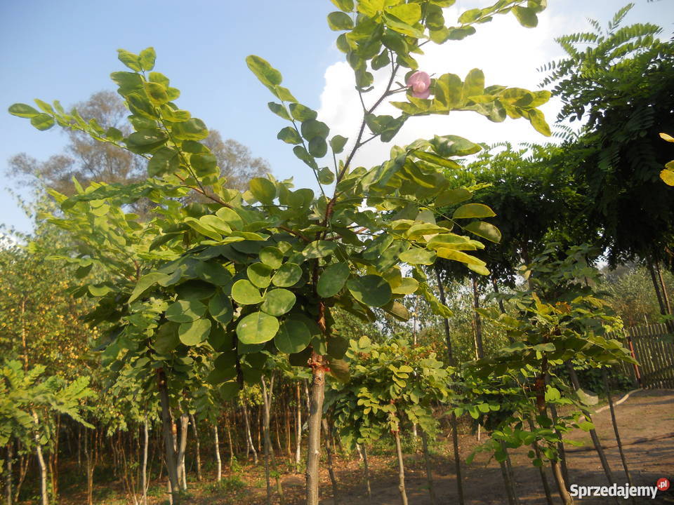 drzewka szczepione akacja klon wielkopolskie Kramsk
