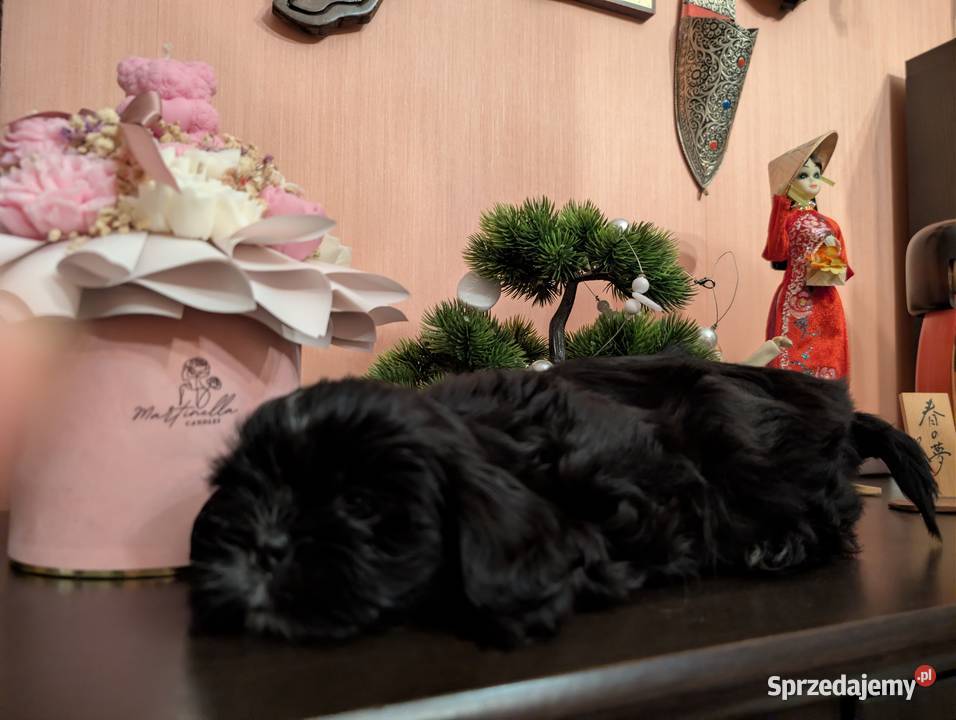 Szczenięta shih tzu z genem blue Shih Tzu Zawiercie