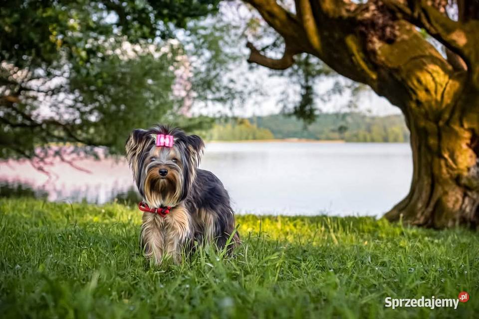 Yorkshire terrier York Morąg
