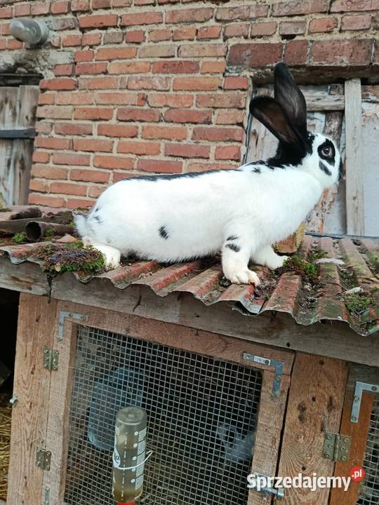Sprzedam króliki Gorzkowice
