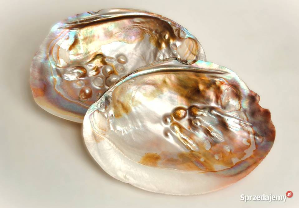 Muszla perłorodna z perłami nienarodzonymi 2 wielokolorowy lubelskie Lublin sprzedam