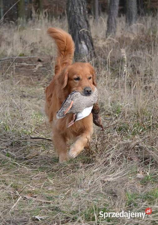 Golden retriever zlote szczenięta wiosna 2024 Golden Retriever