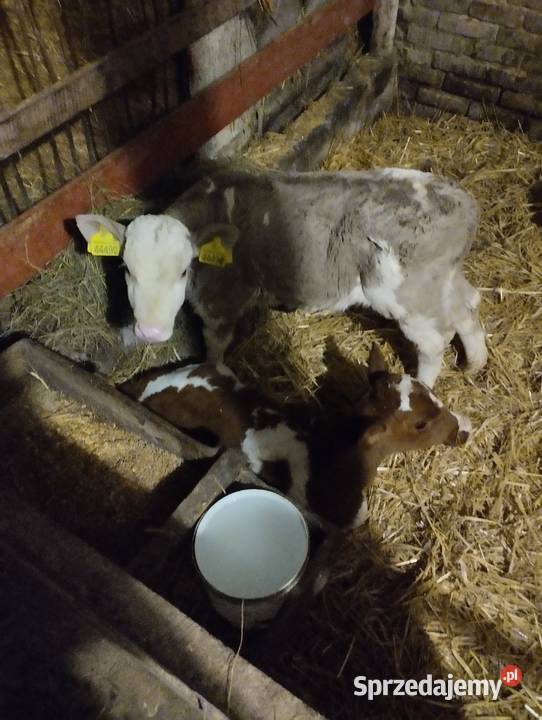 Sprzedam cielaki