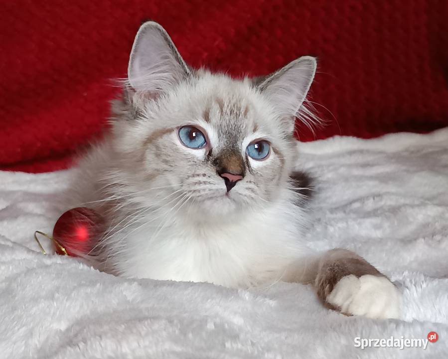 Koty Syberyjskie Neva Masquerade MALIBU Kwilcz sprzedam