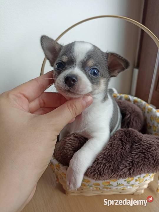 Piesek Chihuahua krótkowłosy niebieski blue Bełchatów