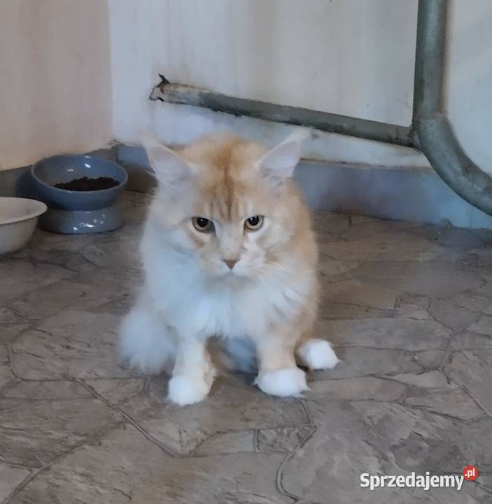 Piorun to śliczny kotek rasy Maine Coon lubuskie Zielona Góra