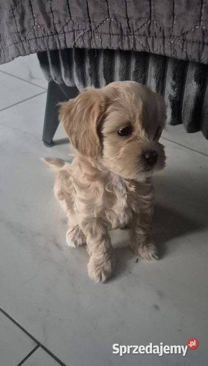 Maltipoo suczki gotowe w lutym Inowrocław sprzedam
