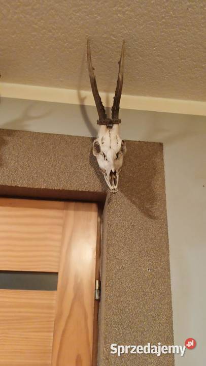 Rogi Antyki, Sztuka, Kolekcje Toruń