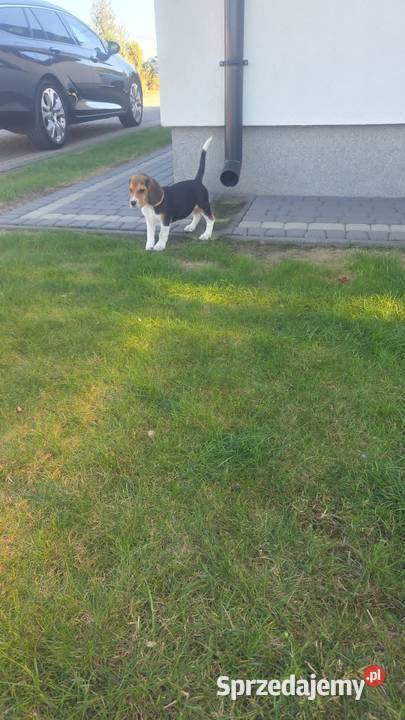 Beagle Tricolor Szczeniaki