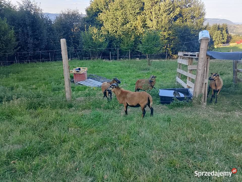 Baran kameruński 11miesiecy Przyszowa