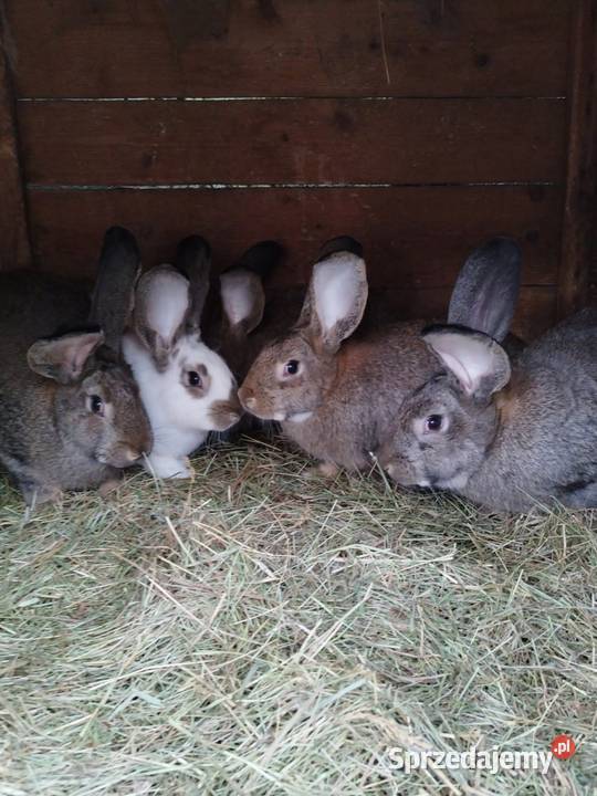 Sprzedam 2 samice 2 samce Gryzonie Staniszewskie