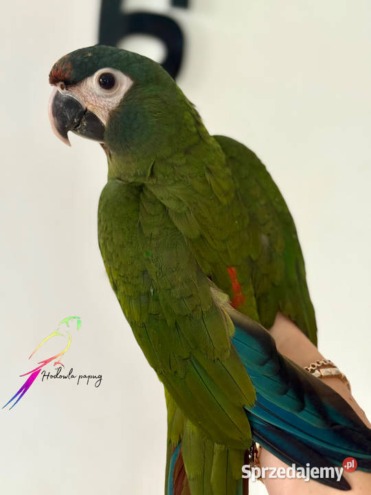 Ara Marakana Samiczka Konarzewo