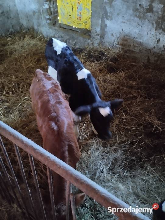 Sprzedam cielaki Parczew