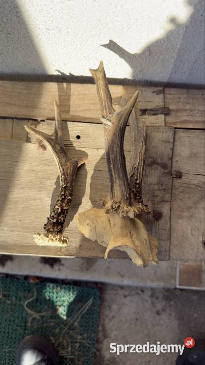 Sprzedam rogi Żary sprzedam