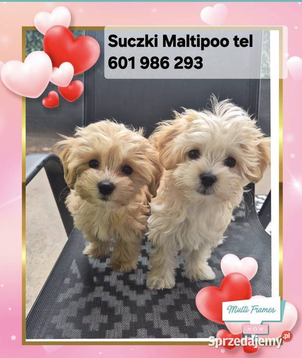 Maltipoo suczki gotowe do nowych domkow Inowrocław
