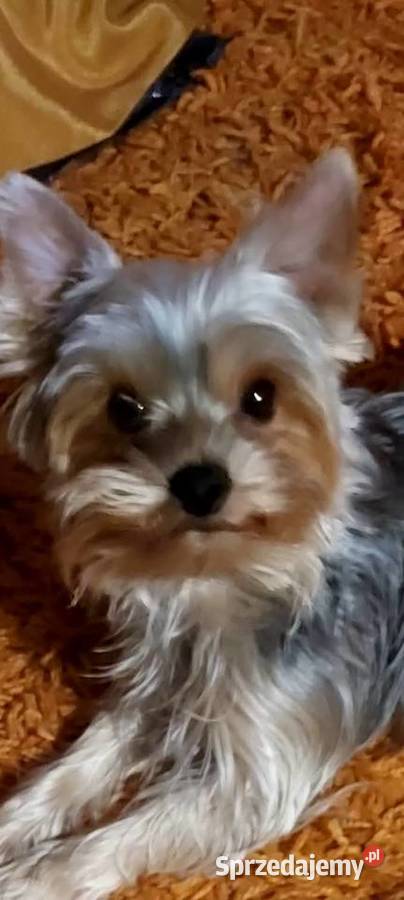 YORKSHIRE TERRIER REPRODUKTOR Z RODOWODEM FCI