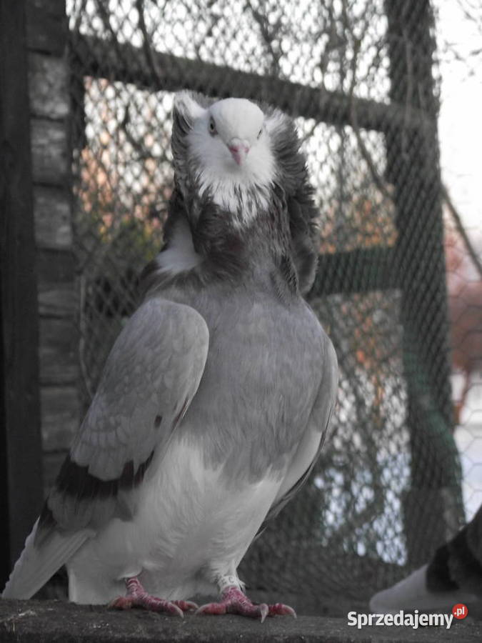 Kapucyny staroholenderskie dolnośląskie Mościsko