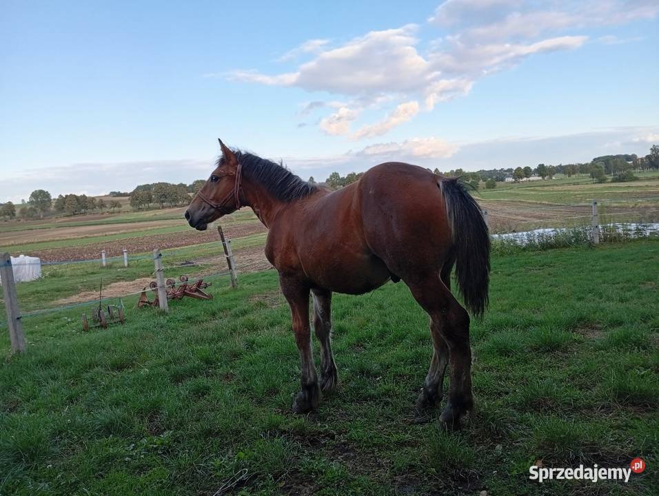 Sprzedam źrebaka Ostrowiec Świętokrzyski