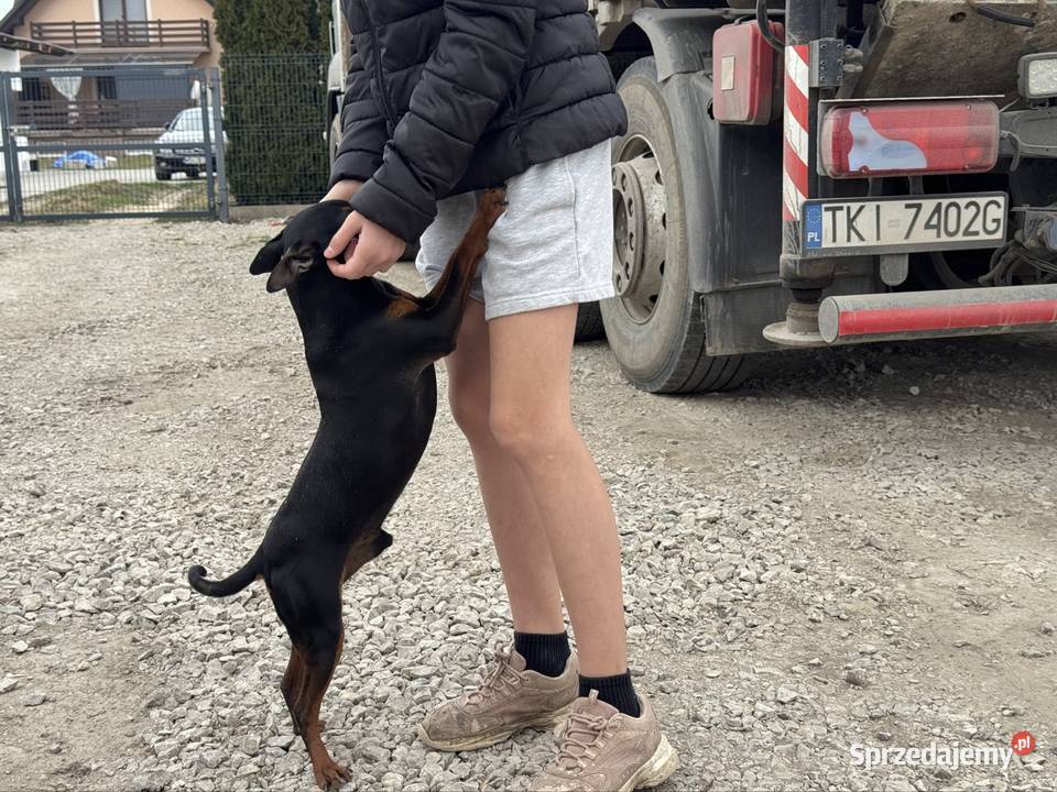 Pinczer potężny 65 krycie