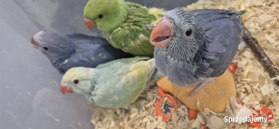 Aleksandrietta obrozna recznie karmiona Mysłowice