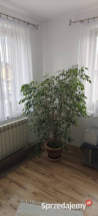 Beniaminek kwiat doniczkowy duży Wólka Gonciarska