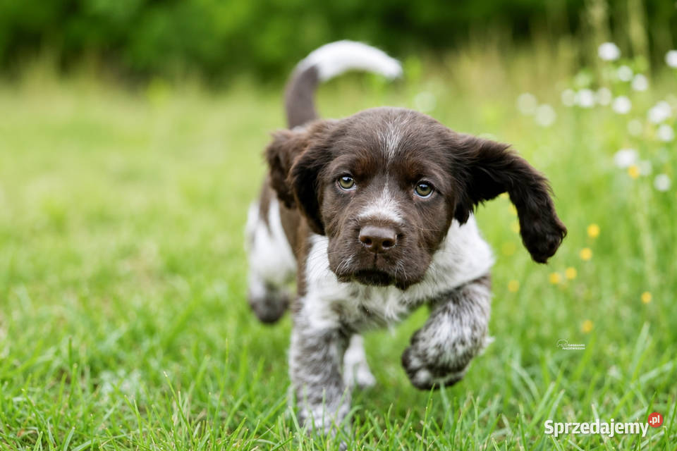 Polski Spaniel Myśliwski Psy Artemidy FCI Lublin