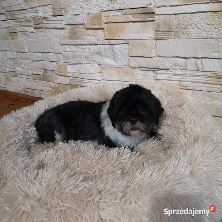 Dorosła Suczka Shih tzu zachodniopomorskie Szczecinek