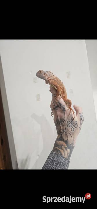 Legwan Orange Gady i płazy Koszalin