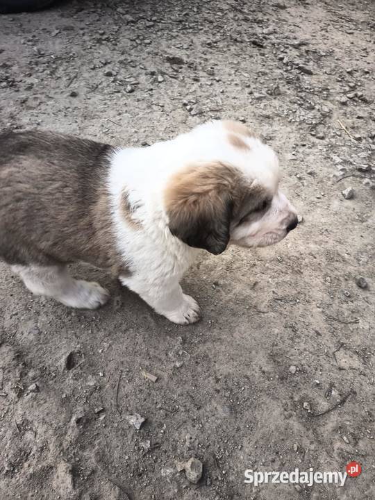 śliczne szczeniaki owczarek środkowoazjatycki