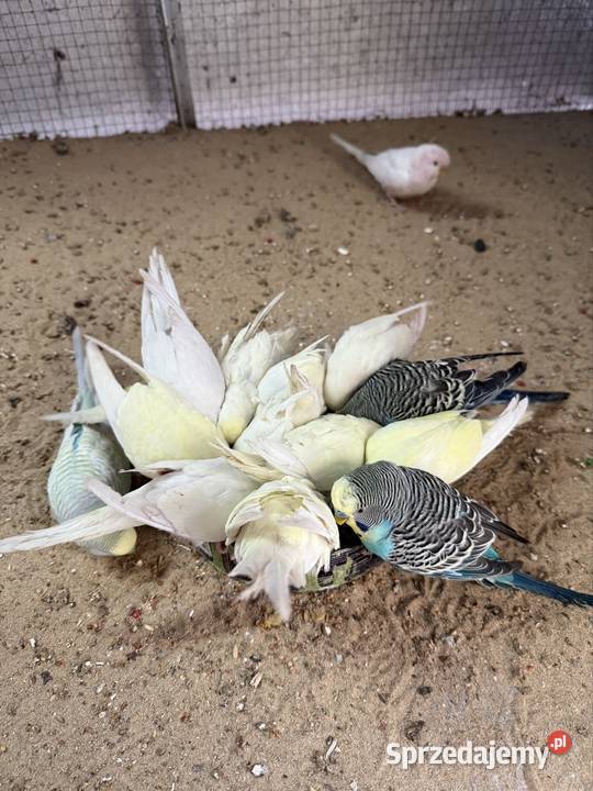 Papugi faliste młode Ptaki pomorskie Kosobudy