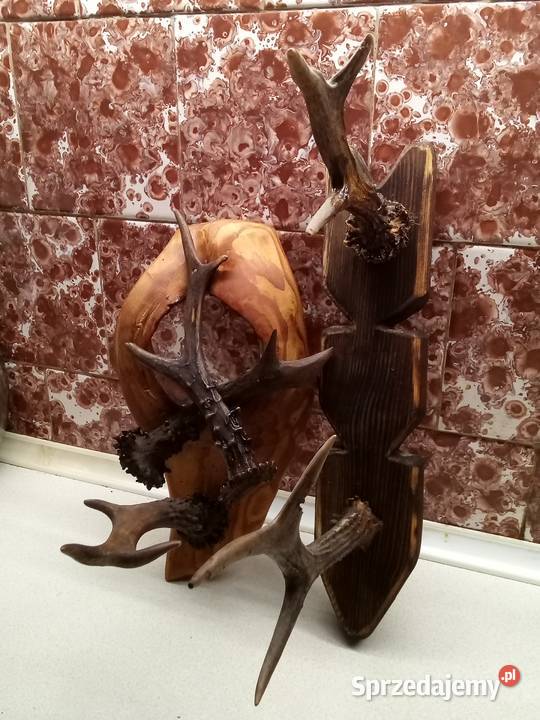 Wieszak z poroża Leżajsk sprzedam