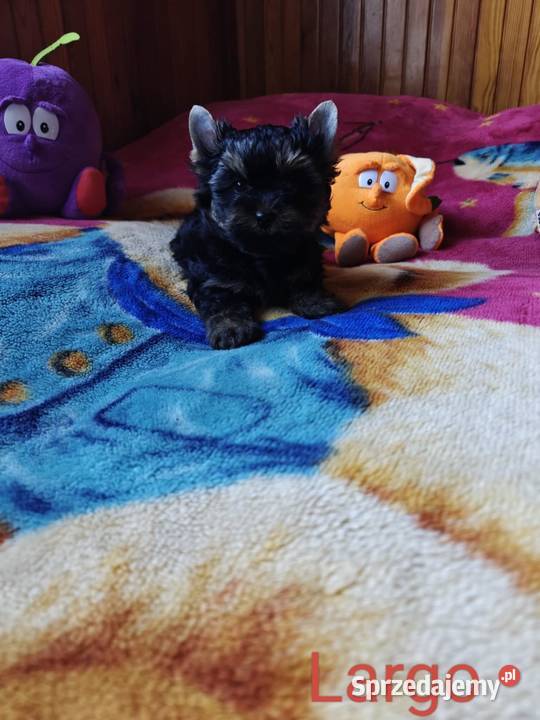 Szczeniak Yorkshire Terrier Gotowy do odbioru Zwoleń