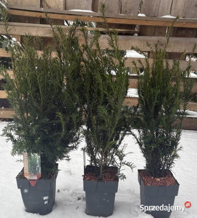 Cis Groenland mega sadzonka gęsta na żywopłot Osiny