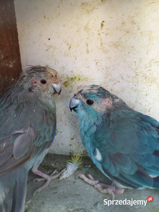 Modrolotki niebieskie para