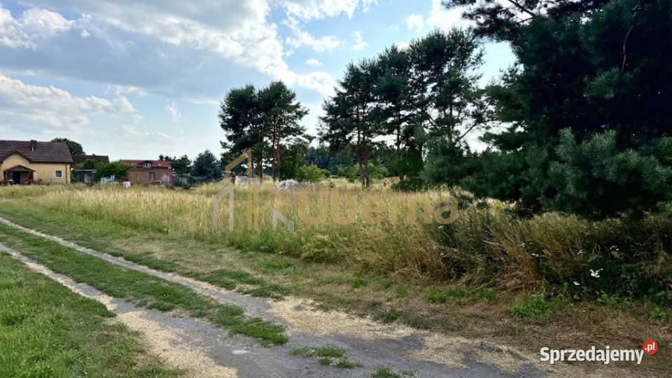 Działka 2684 m w zielonej okolicy Modrzewie utwardzona Sprzedaż