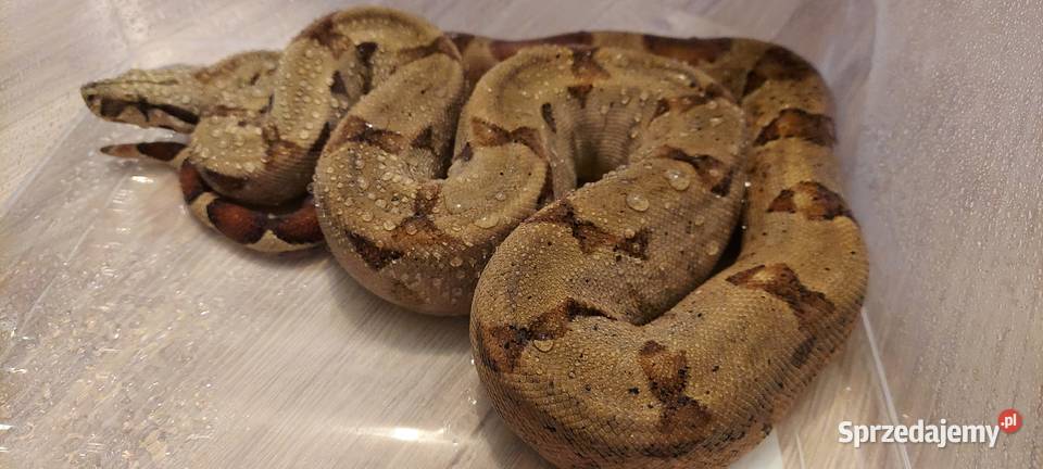 BOA IMPERATOR Samiec śląskie Tychy