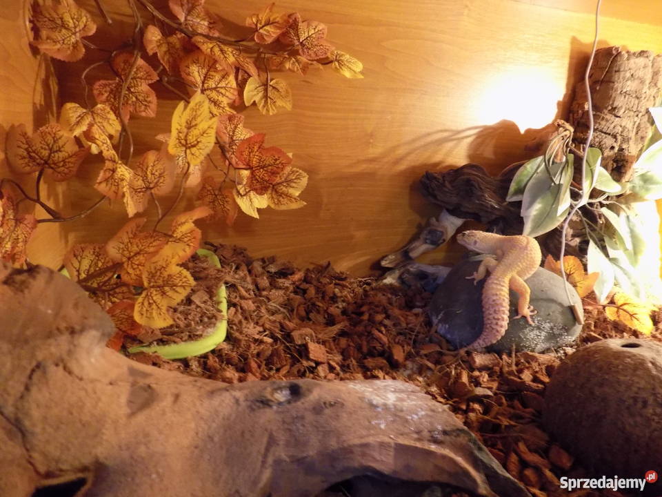Gekon lamparciterrarium Poznań