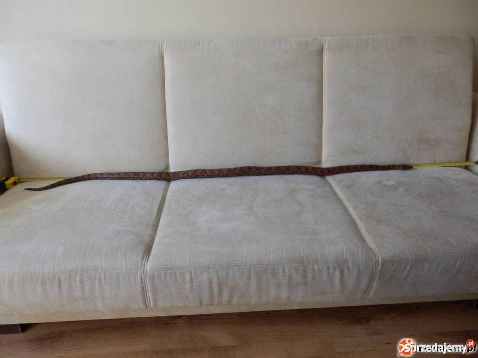 Boa tęczowy brazylijski pomorskie